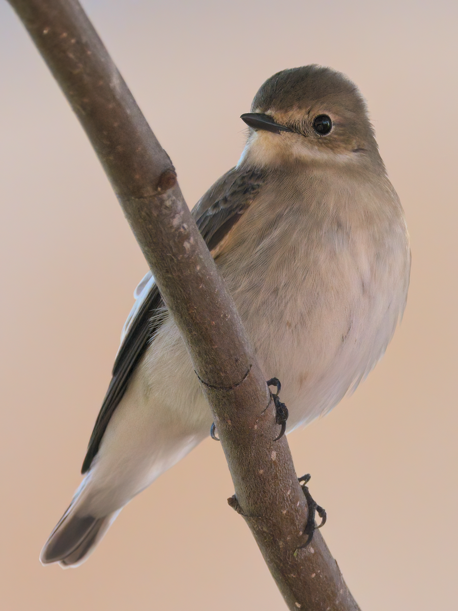 European Pied Flycatcher - Juan Parra Caceres