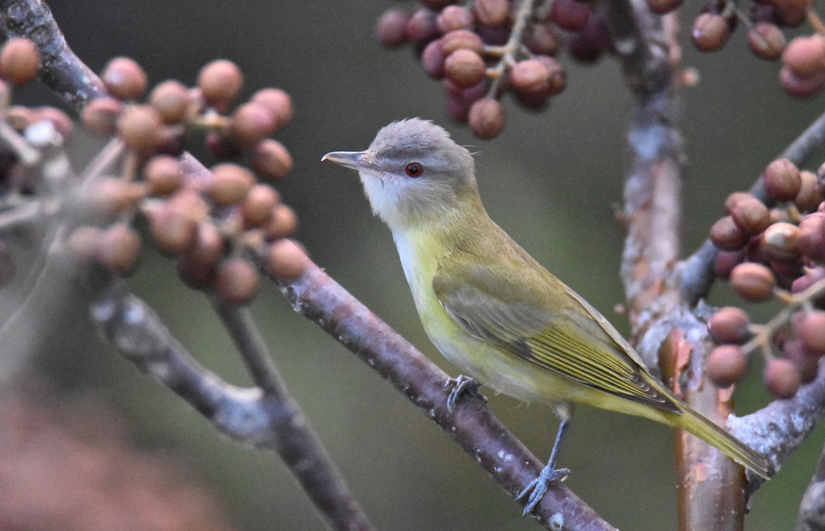 Yellow-green Vireo - Luke Berg