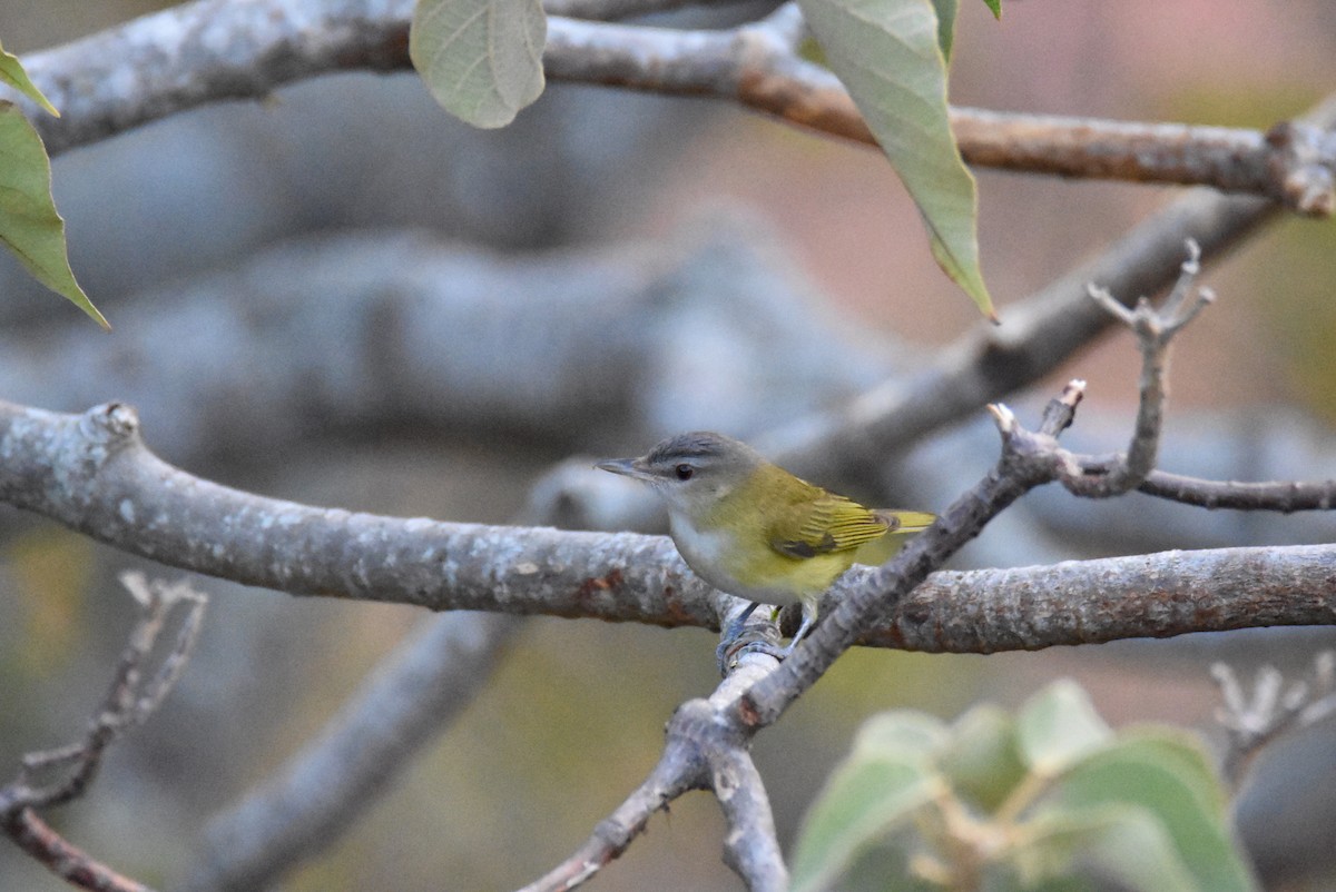 Vireo Verdiamarillo - ML26596731