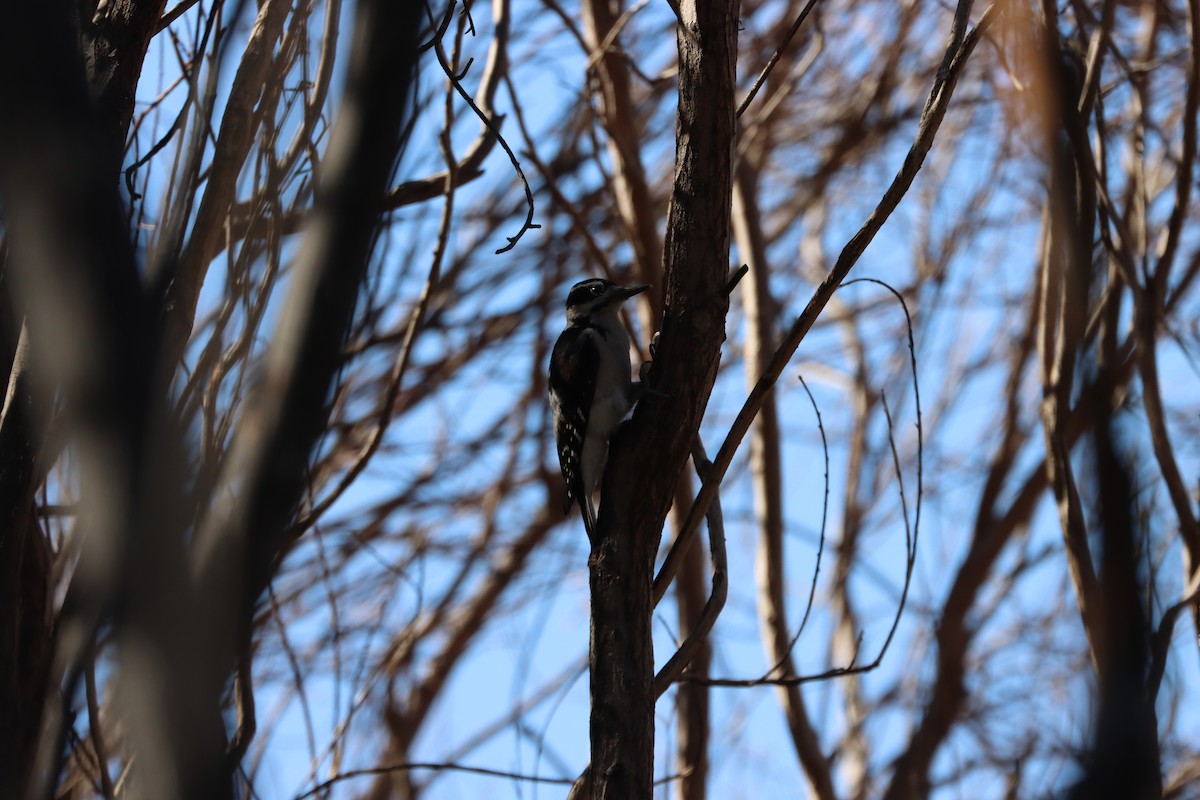 Hairy Woodpecker - Emily Buchi