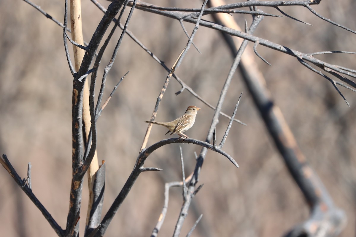 White-crowned Sparrow - Emily Buchi