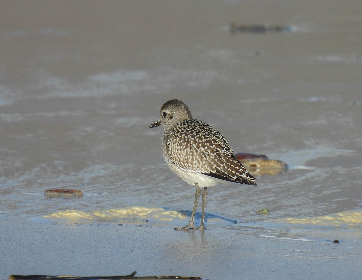 Black-bellied Plover - ML265971491