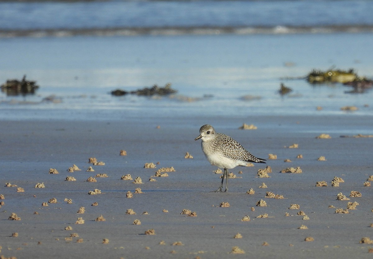 Black-bellied Plover - Colin Leslie