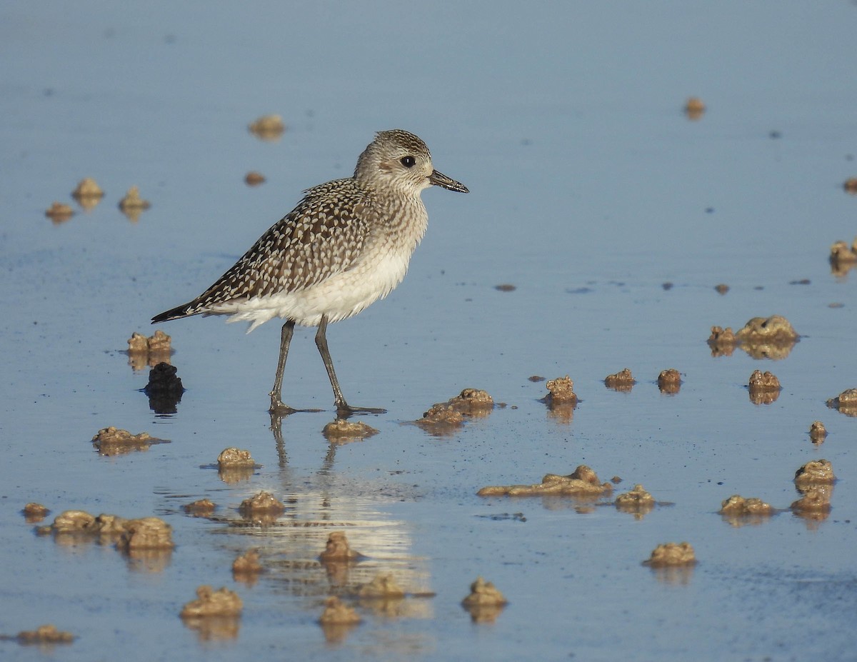 Black-bellied Plover - Colin Leslie