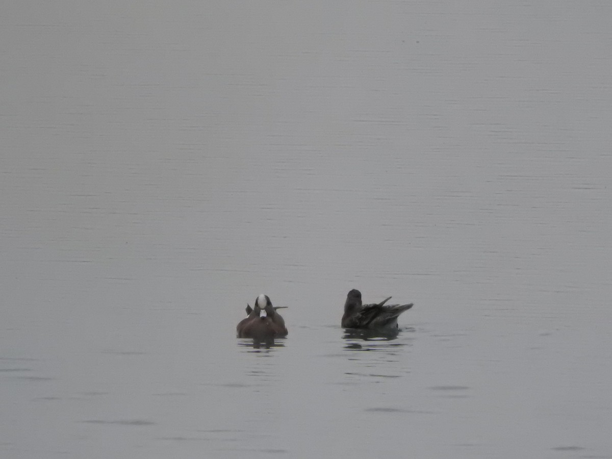 American Wigeon - ML26597571