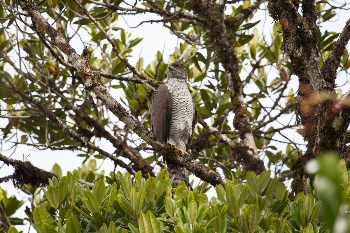 Henst's Goshawk - ML265975831