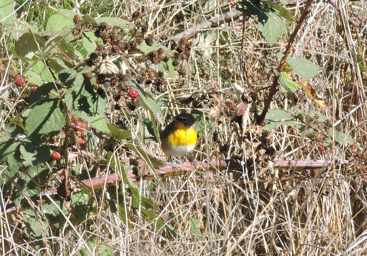 Yellow-breasted Chat - ML265977311