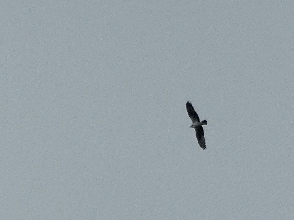 hawk sp. - ML265977331
