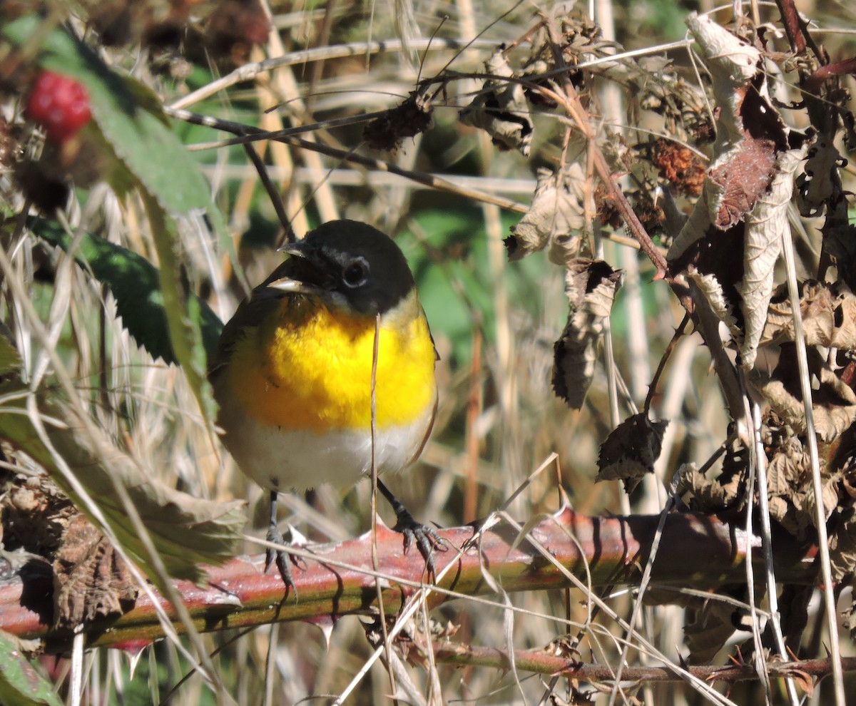 Yellow-breasted Chat - ML265977351