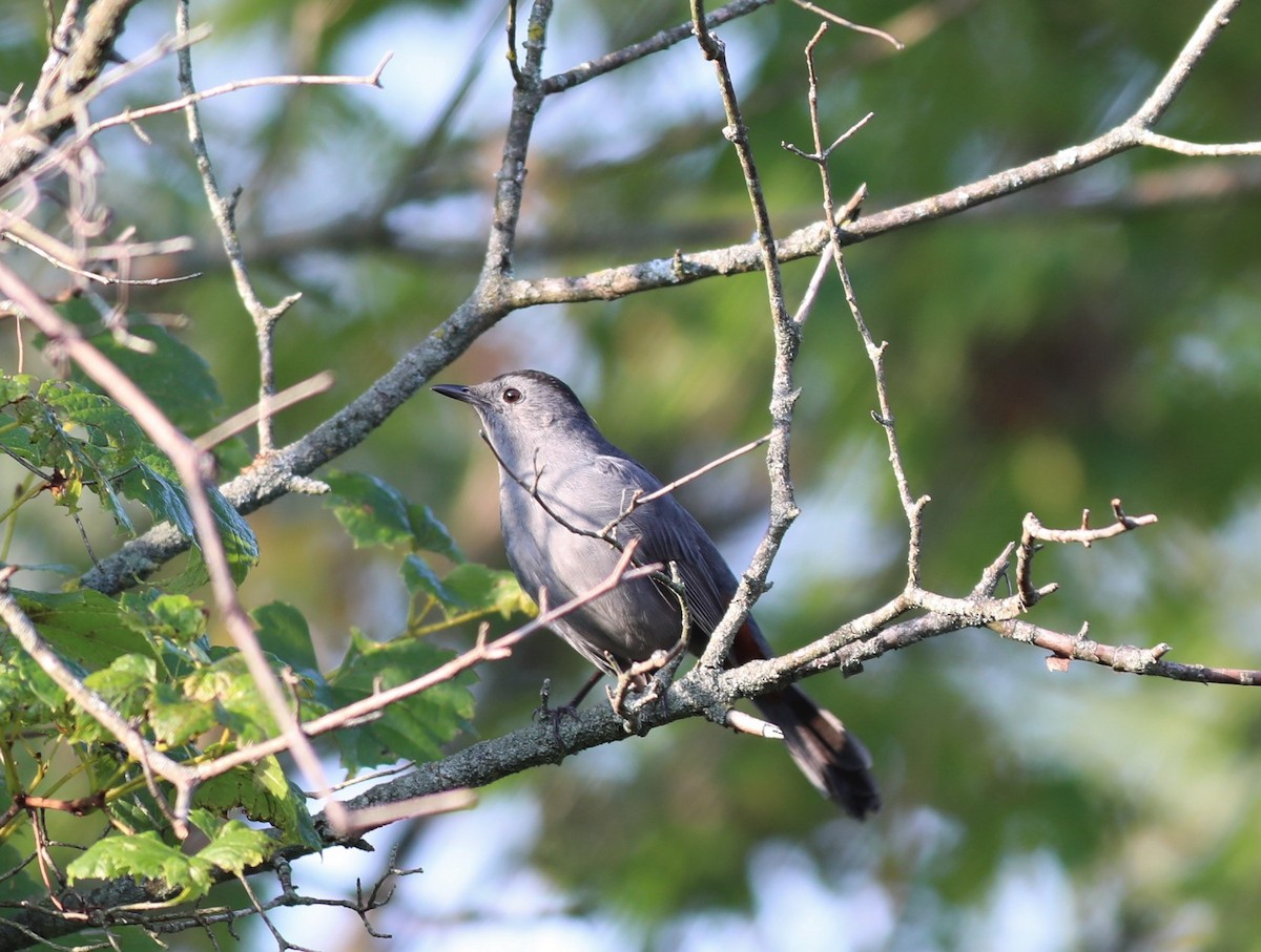 kattespottefugl - ML265977411