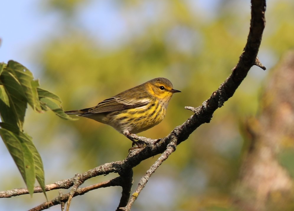 brunkinnparula - ML265977671
