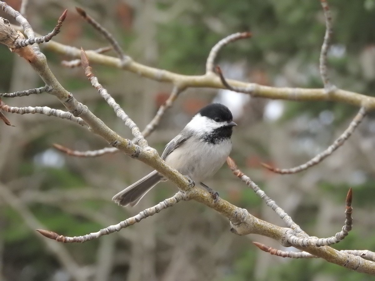 Black-capped Chickadee - ML26597791