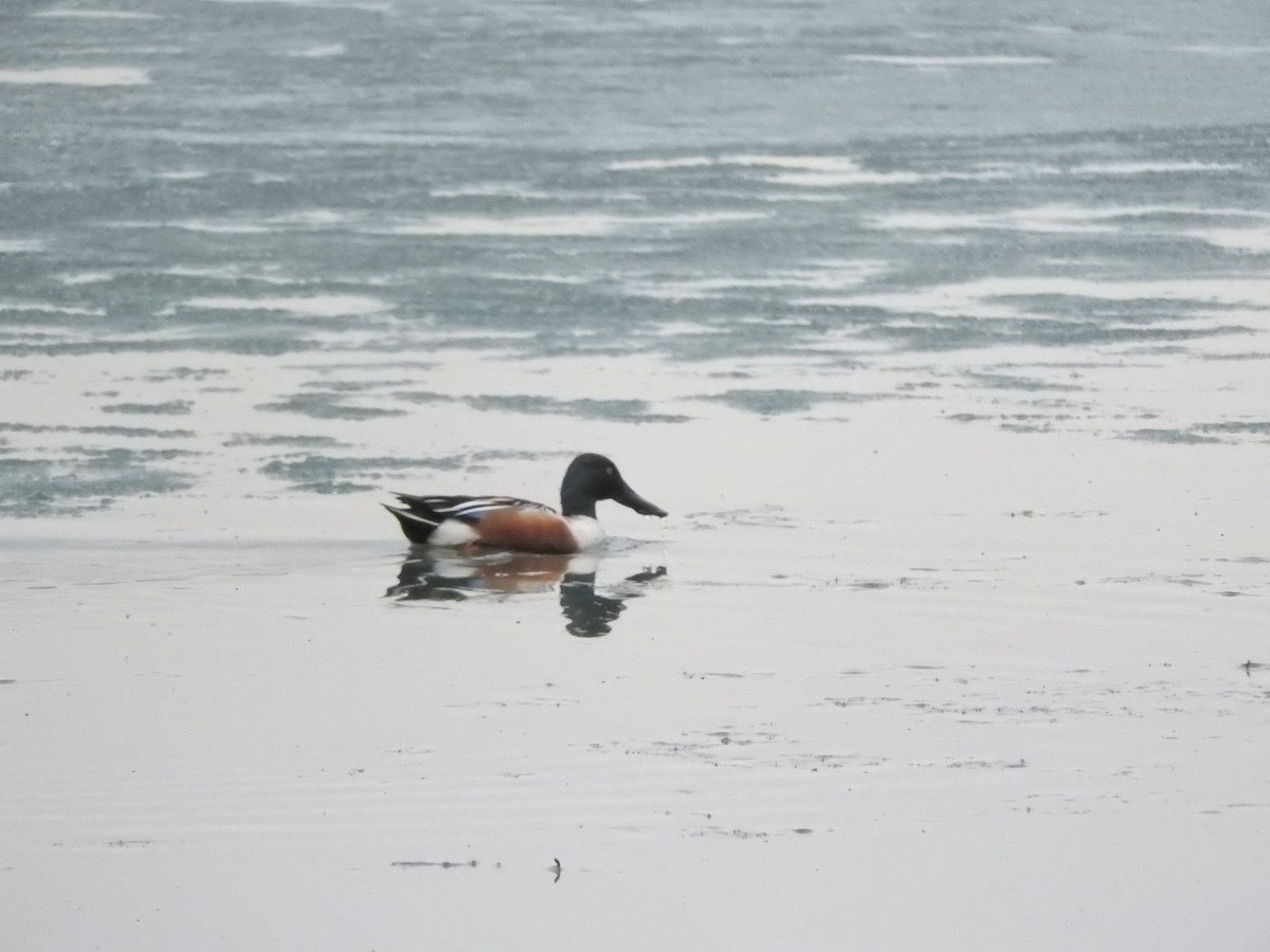 Northern Shoveler - ML26597811