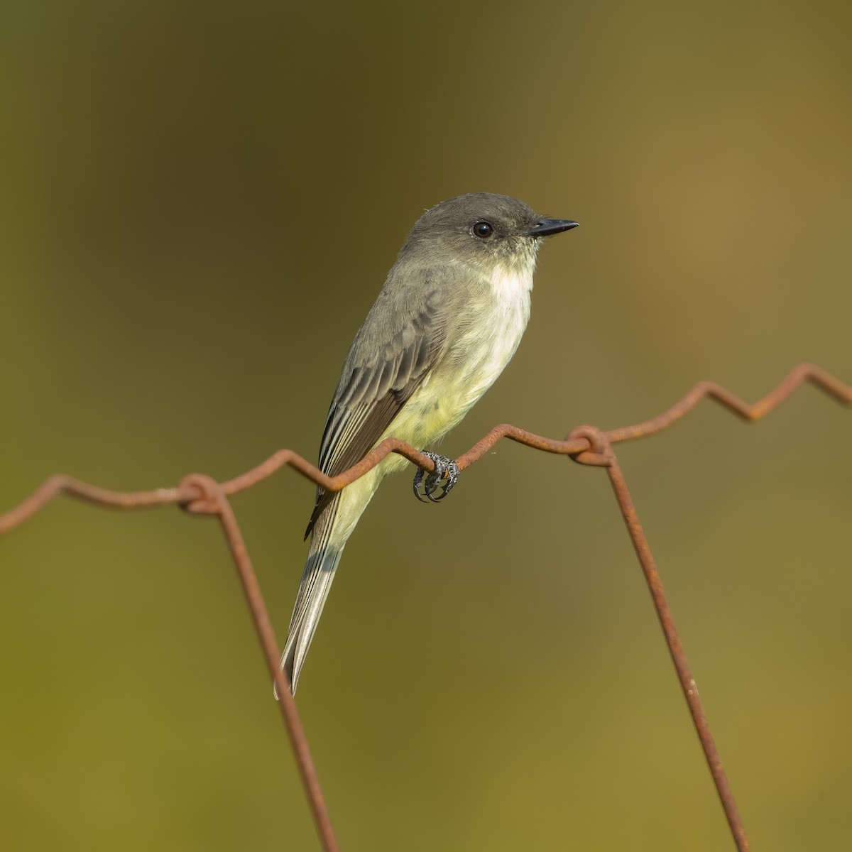 Eastern Phoebe - ML265978151