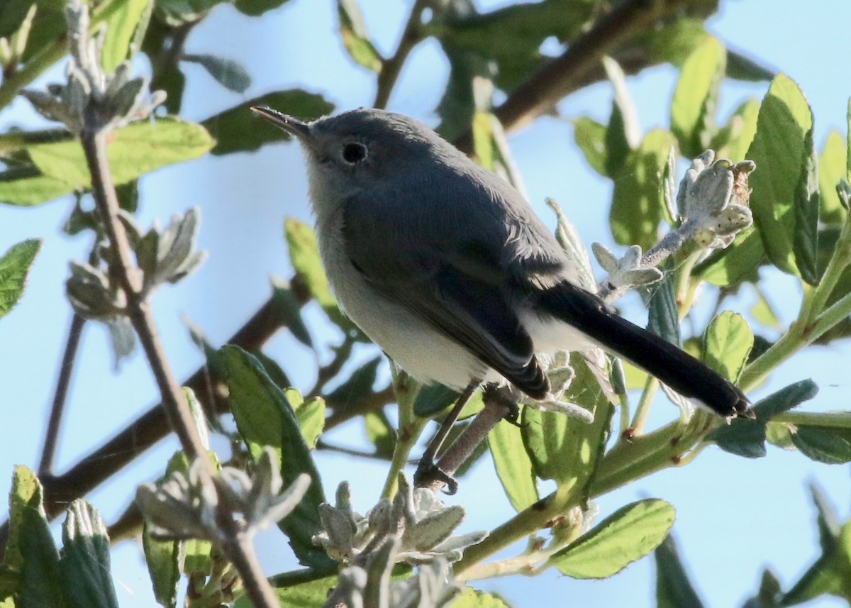 Blue-gray Gnatcatcher (obscura Group) - ML265979631