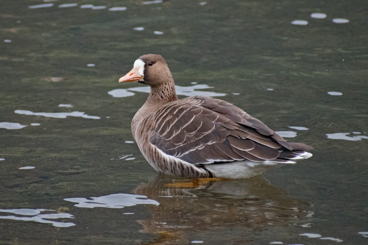 Greater White-fronted Goose - ML265980171