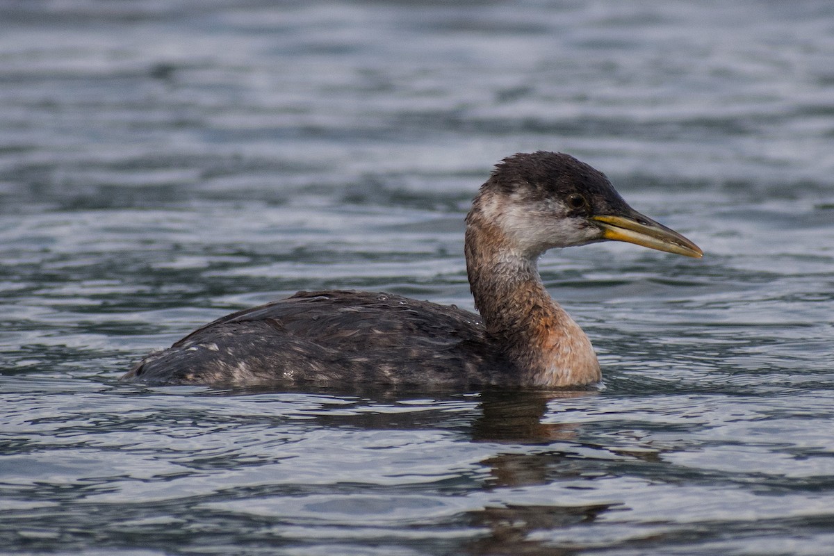 Red-necked Grebe - ML265980181