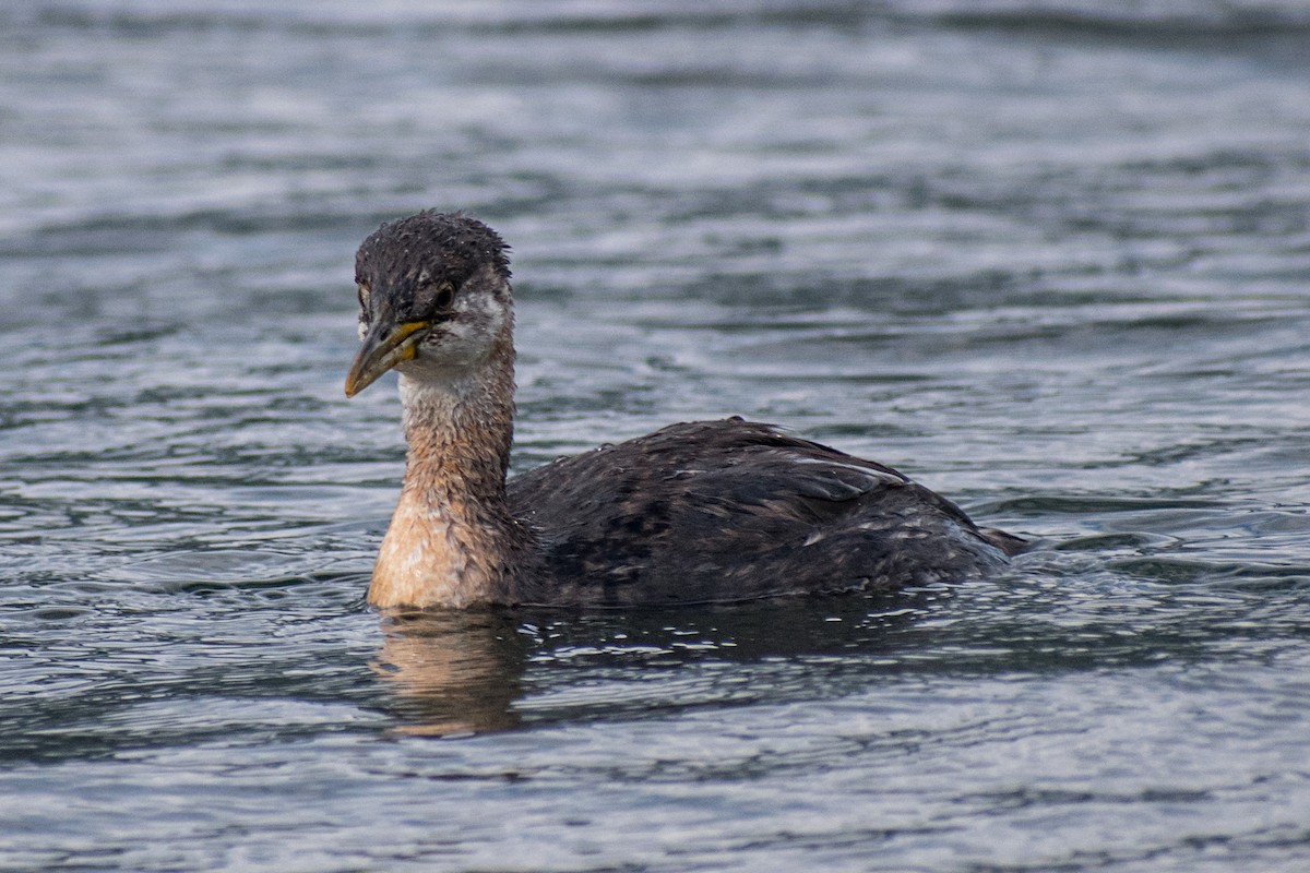 Red-necked Grebe - ML265980191