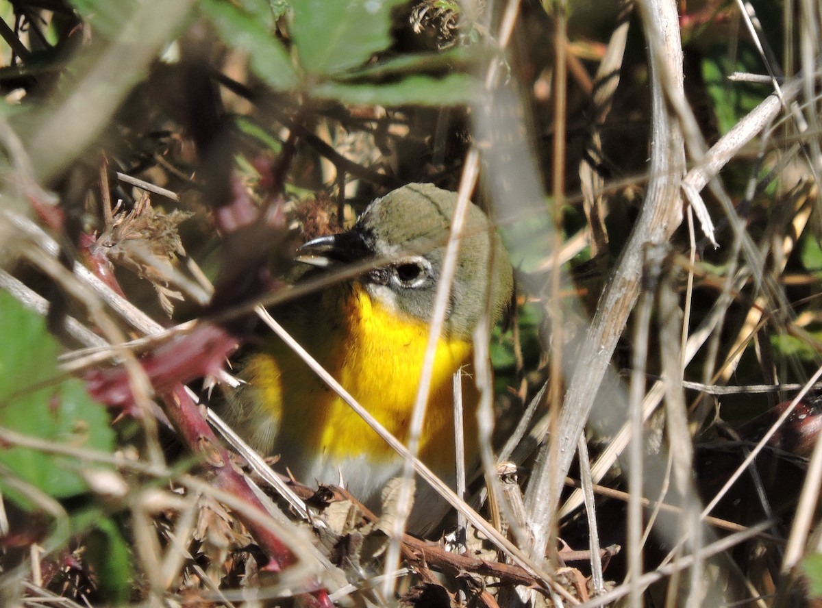 Yellow-breasted Chat - ML265980401