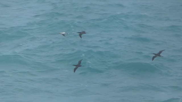 Northern Gannet - ML265980911