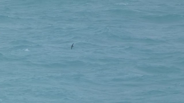 Balearic Shearwater - ML265981061