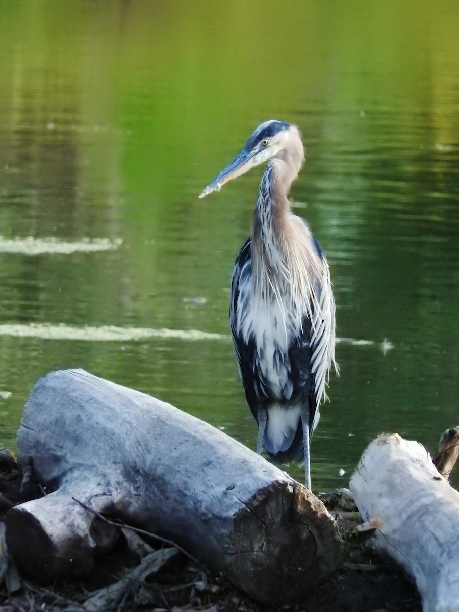 Great Blue Heron - ML26598141