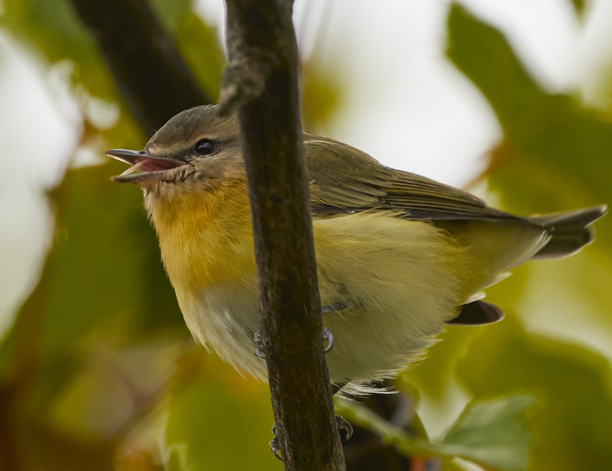 Philadelphia Vireo - ML265981831