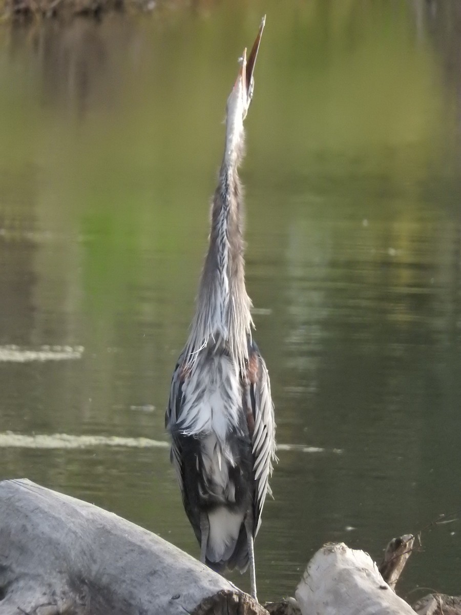 Great Blue Heron - ML26598211