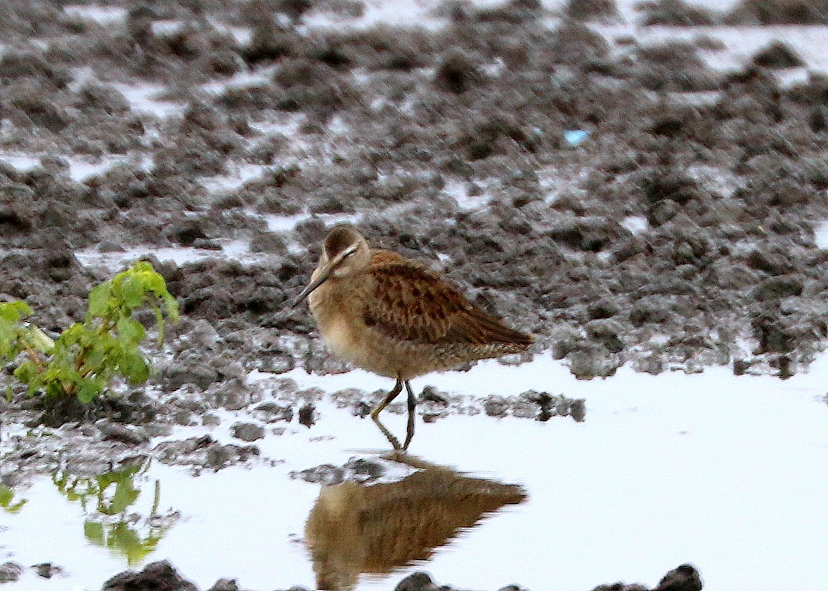 Long-billed Dowitcher - ML265982331