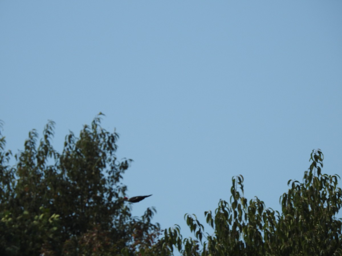 Pileated Woodpecker - ML265982571