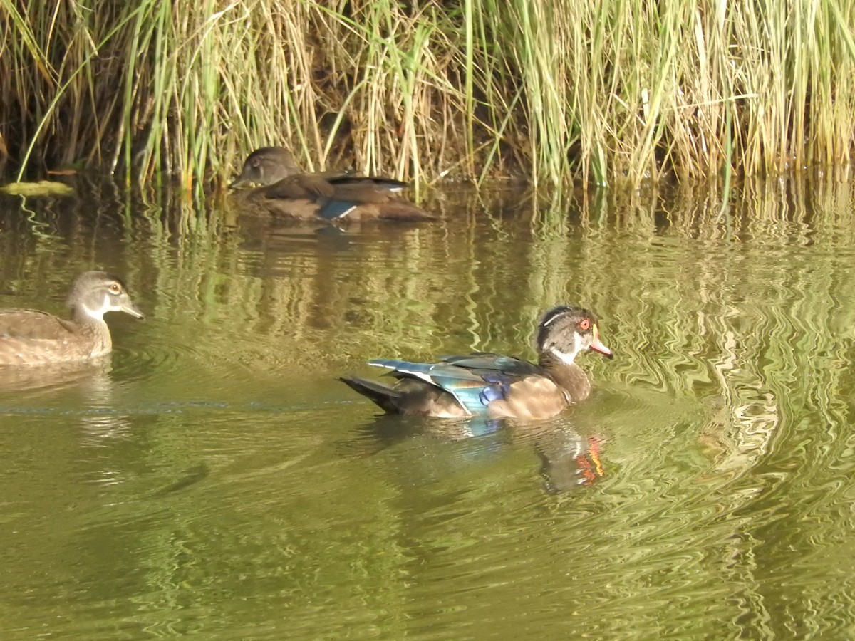 Wood Duck - ML26598261