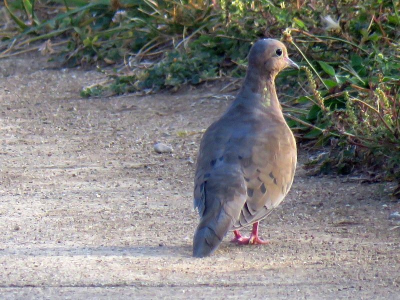 Mourning Dove - Tracy The Birder