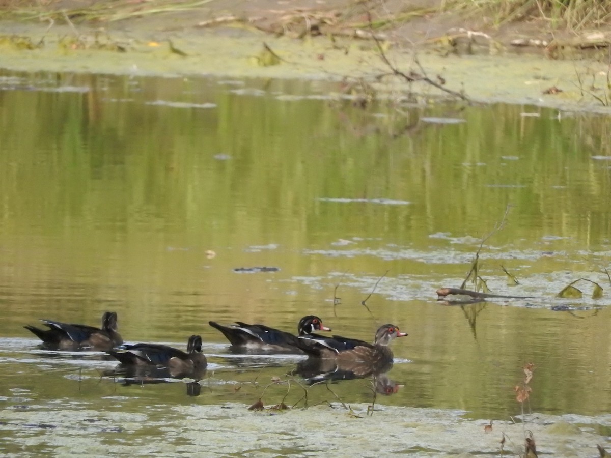 Wood Duck - ML26598281