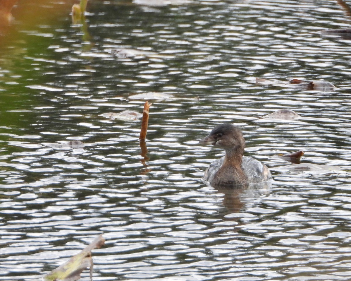 Pied-billed Grebe - ML265983451