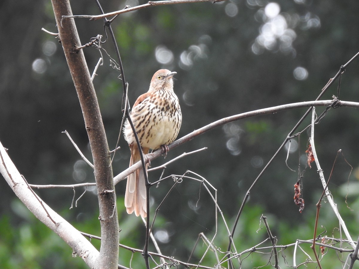 Brown Thrasher - ML265986361