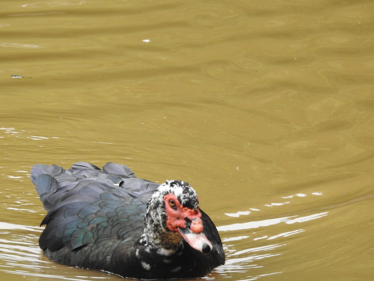 Muscovy Duck (Domestic type) - ML265986571