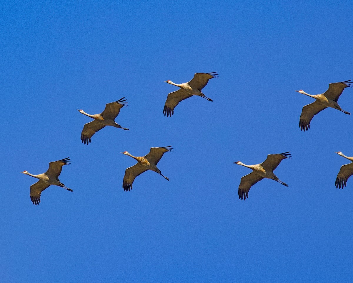 Sandhill Crane - Jesse Kramer