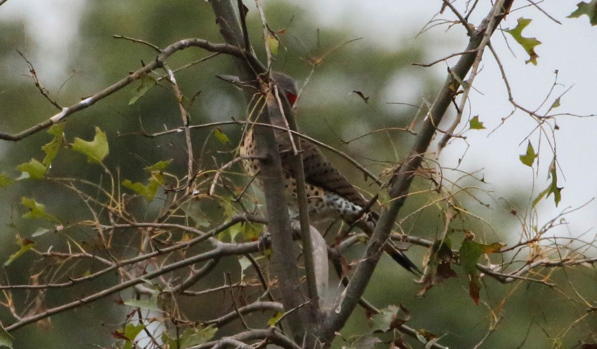 Northern Flicker - ML265988341