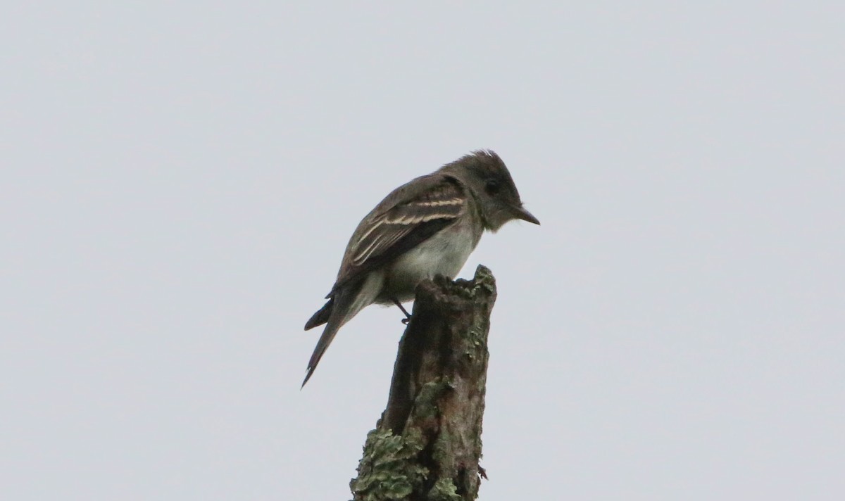 Eastern Wood-Pewee - ML265988881