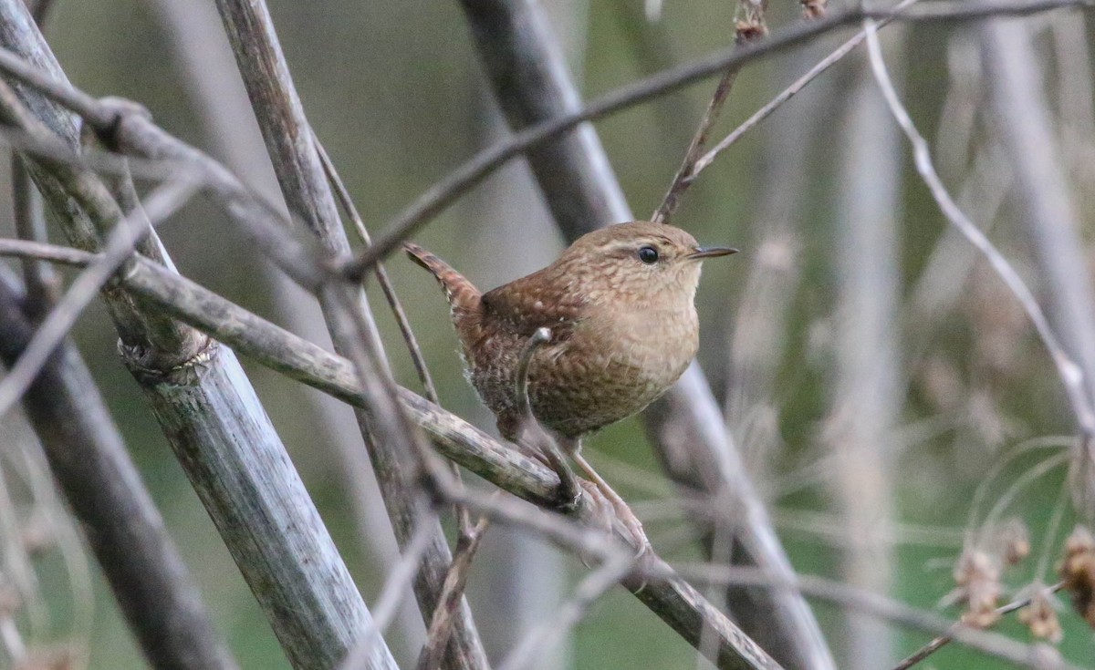 Winter Wren - ML265989111