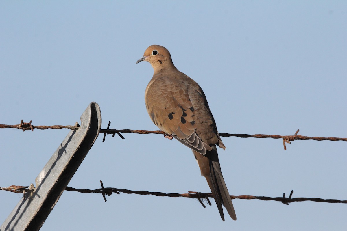 sørgedue - ML265989211