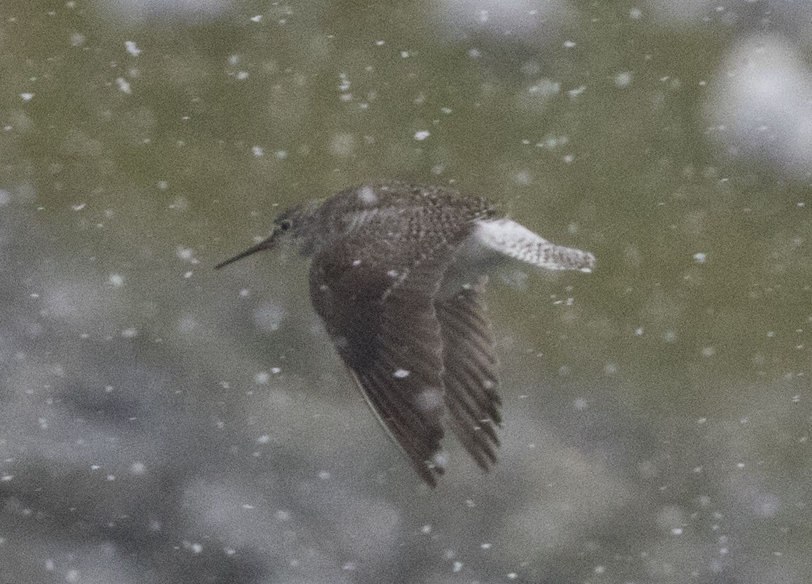 Lesser Yellowlegs - ML26598931