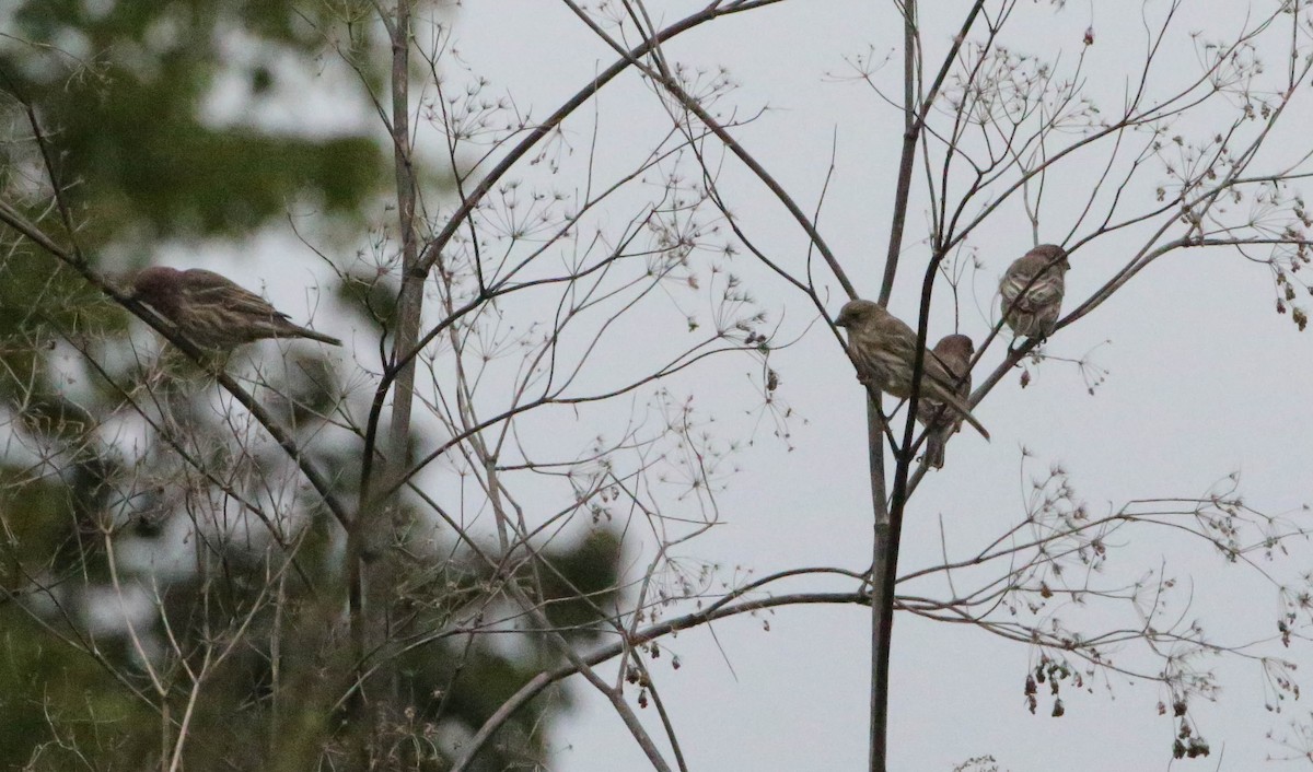 House Finch - ML265989391