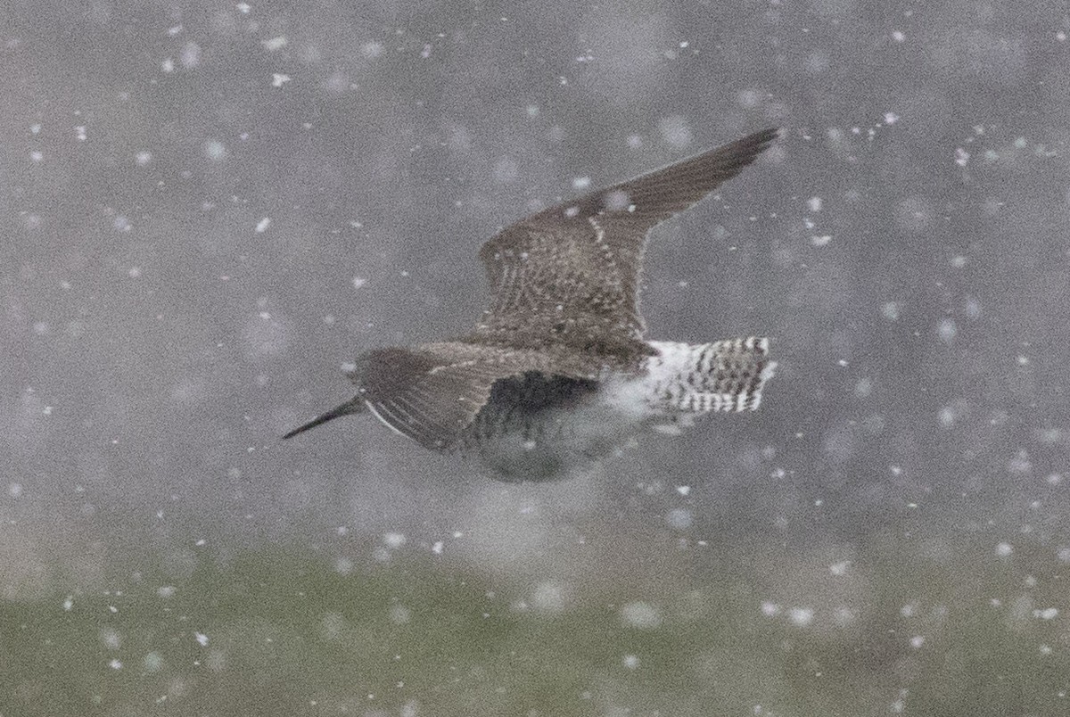 gulbeinsnipe - ML26598941