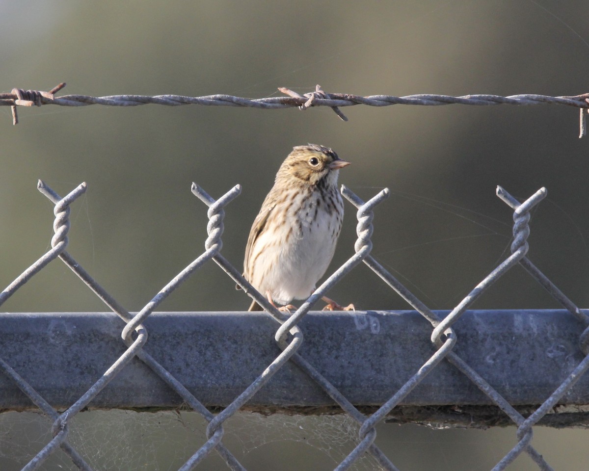 Savannah Sparrow - ML265989871