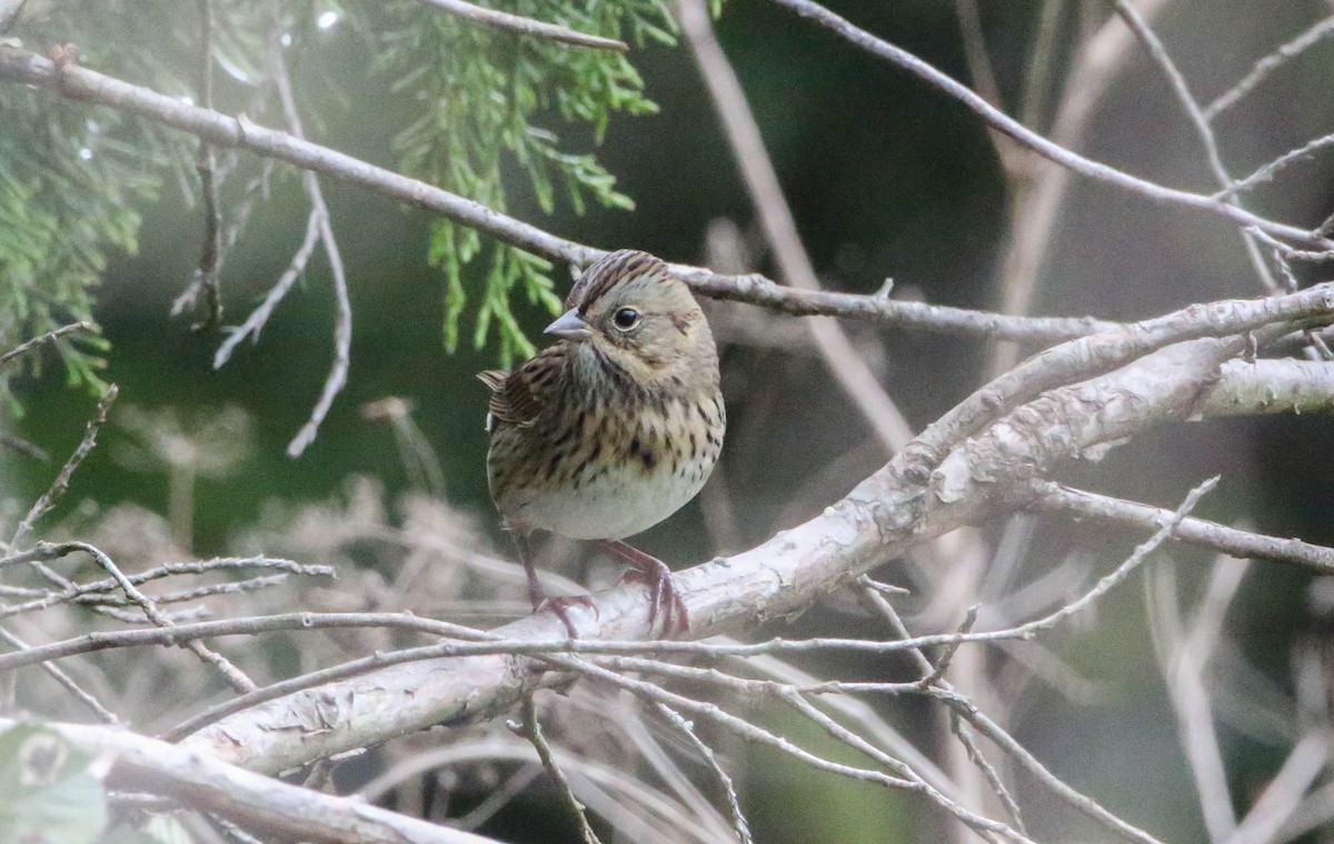 Lincoln's Sparrow - Phil Kenny