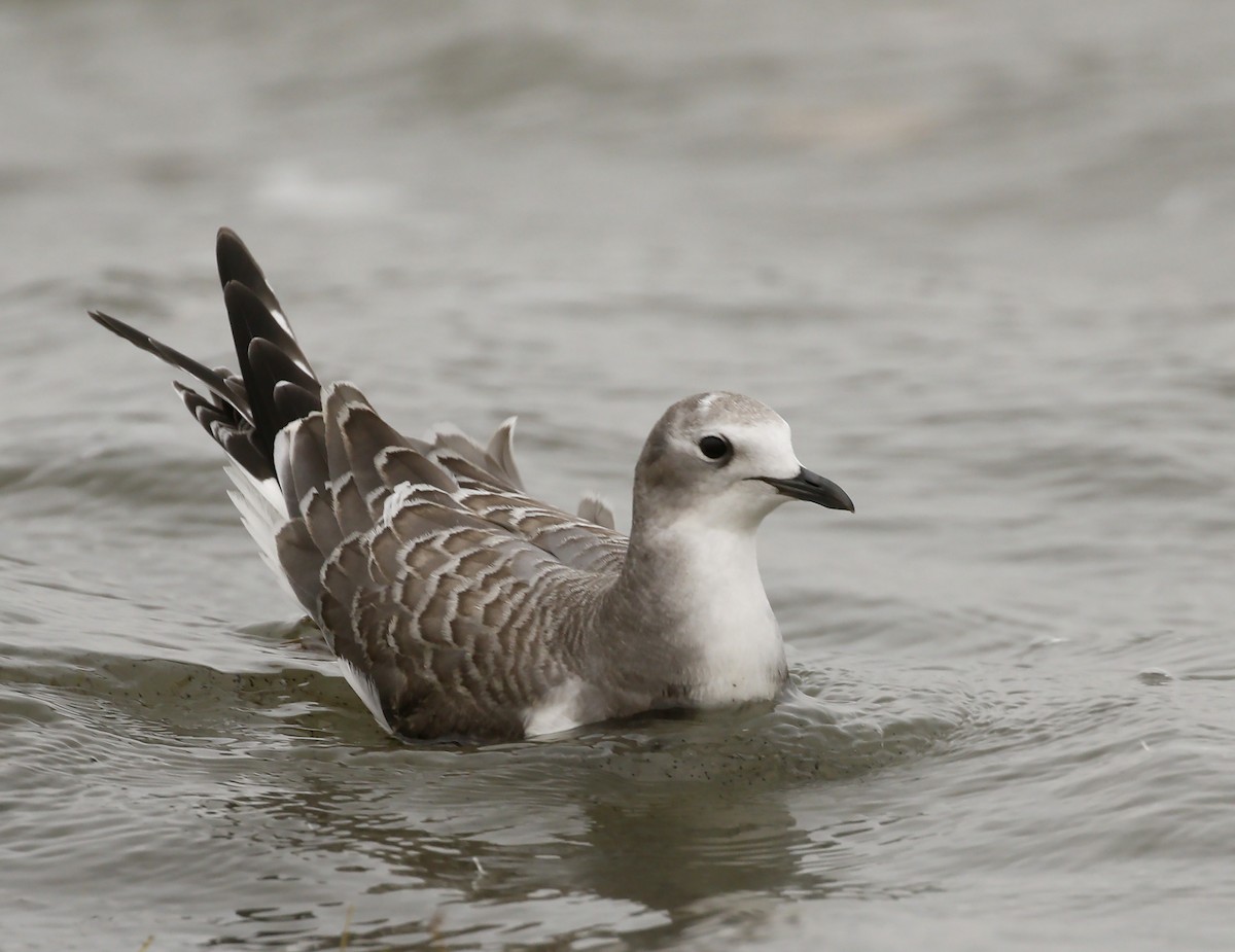 Sabine's Gull - Cathy Sheeter