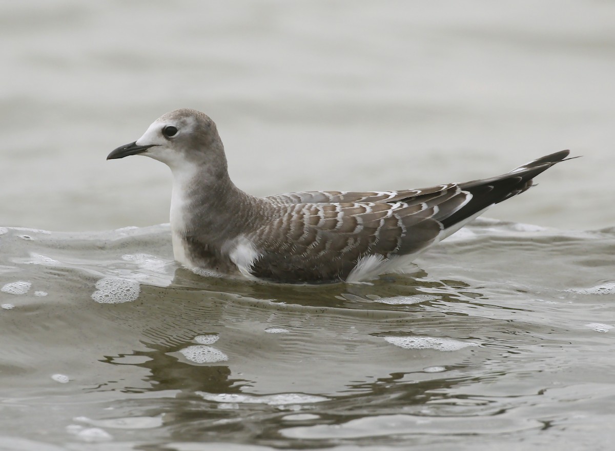 Sabine's Gull - Cathy Sheeter