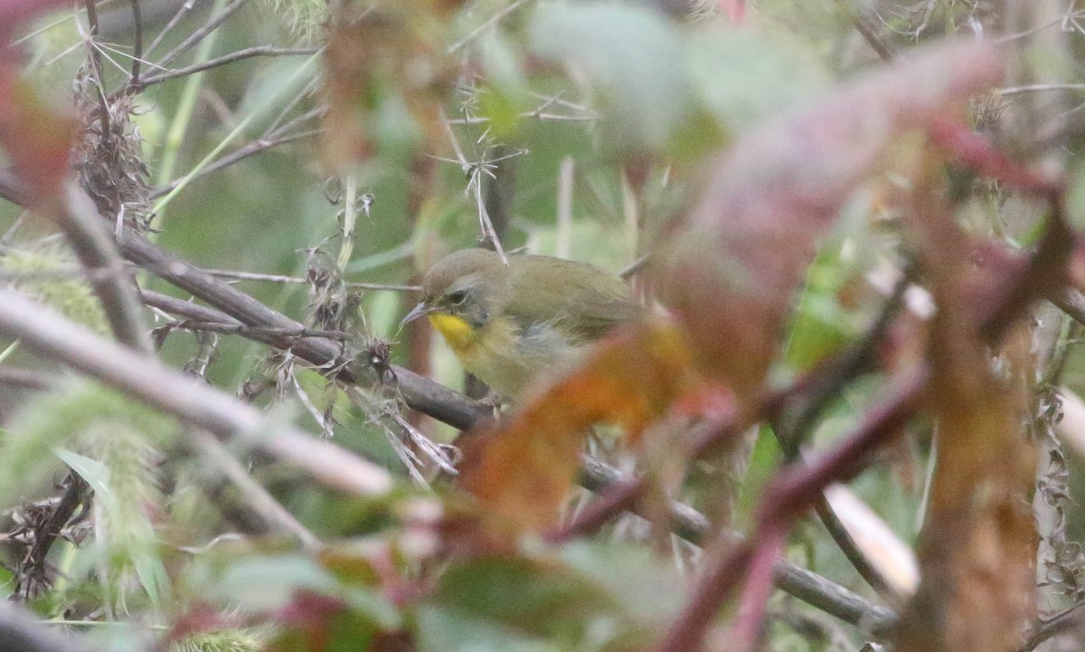 Common Yellowthroat - Phil Kenny