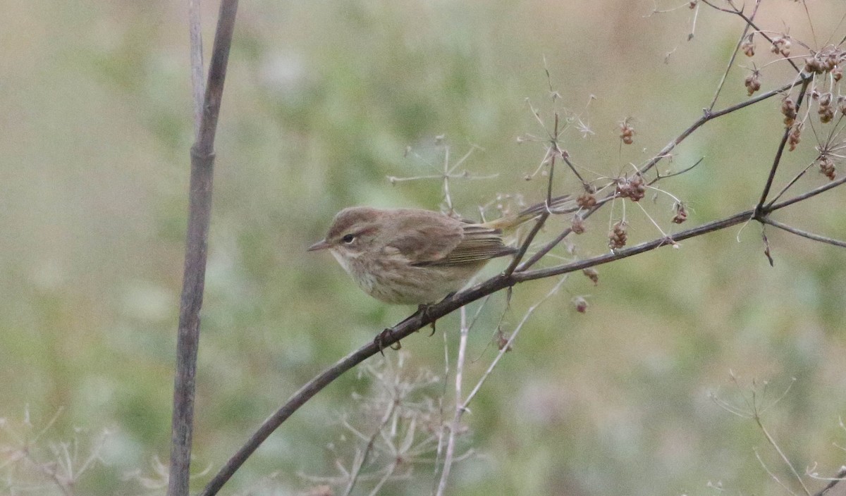 Palm Warbler - Phil Kenny